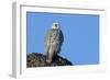 Female Gyrfalcon (Falco Rusticolus) on Rock, Myvatn, Thingeyjarsyslur, Iceland, April 2009-Bergmann-Framed Photographic Print