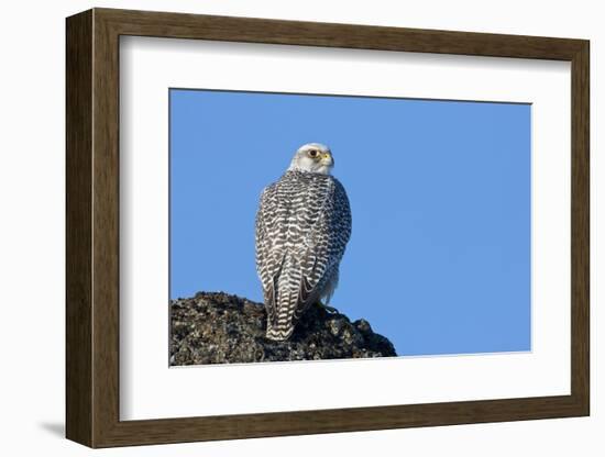 Female Gyrfalcon (Falco Rusticolus) on Rock, Myvatn, Thingeyjarsyslur, Iceland, April 2009-Bergmann-Framed Photographic Print