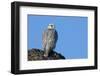 Female Gyrfalcon (Falco Rusticolus) on Rock, Myvatn, Thingeyjarsyslur, Iceland, April 2009-Bergmann-Framed Photographic Print