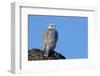 Female Gyrfalcon (Falco Rusticolus) on Rock, Myvatn, Thingeyjarsyslur, Iceland, April 2009-Bergmann-Framed Photographic Print