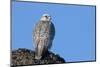 Female Gyrfalcon (Falco Rusticolus) on Rock, Myvatn, Thingeyjarsyslur, Iceland, April 2009-Bergmann-Mounted Photographic Print