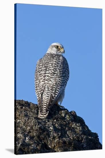 Female Gyrfalcon (Falco Rusticolus) on Rock, Myvatn, Thingeyjarsyslur, Iceland, April 2009-Bergmann-Stretched Canvas