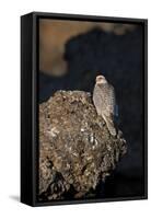 Female Gyrfalcon (Falco Rusticolus) Perched on Rock, Myvatn, Thingeyjarsyslur, Iceland, June 2009-Bergmann-Framed Stretched Canvas