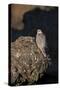 Female Gyrfalcon (Falco Rusticolus) Perched on Rock, Myvatn, Thingeyjarsyslur, Iceland, June 2009-Bergmann-Stretched Canvas