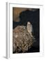 Female Gyrfalcon (Falco Rusticolus) Perched on Rock, Myvatn, Thingeyjarsyslur, Iceland, June 2009-Bergmann-Framed Premium Photographic Print