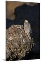 Female Gyrfalcon (Falco Rusticolus) Perched on Rock, Myvatn, Thingeyjarsyslur, Iceland, June 2009-Bergmann-Mounted Premium Photographic Print