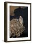 Female Gyrfalcon (Falco Rusticolus) Perched on Rock, Myvatn, Thingeyjarsyslur, Iceland, June 2009-Bergmann-Framed Photographic Print