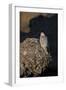 Female Gyrfalcon (Falco Rusticolus) Perched on Rock, Myvatn, Thingeyjarsyslur, Iceland, June 2009-Bergmann-Framed Photographic Print