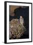 Female Gyrfalcon (Falco Rusticolus) Perched on Rock, Myvatn, Thingeyjarsyslur, Iceland, June 2009-Bergmann-Framed Photographic Print