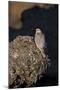 Female Gyrfalcon (Falco Rusticolus) Perched on Rock, Myvatn, Thingeyjarsyslur, Iceland, June 2009-Bergmann-Mounted Photographic Print