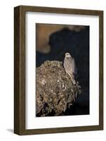 Female Gyrfalcon (Falco Rusticolus) Perched on Rock, Myvatn, Thingeyjarsyslur, Iceland, June 2009-Bergmann-Framed Photographic Print