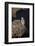 Female Gyrfalcon (Falco Rusticolus) Perched on Rock, Myvatn, Thingeyjarsyslur, Iceland, June 2009-Bergmann-Framed Photographic Print