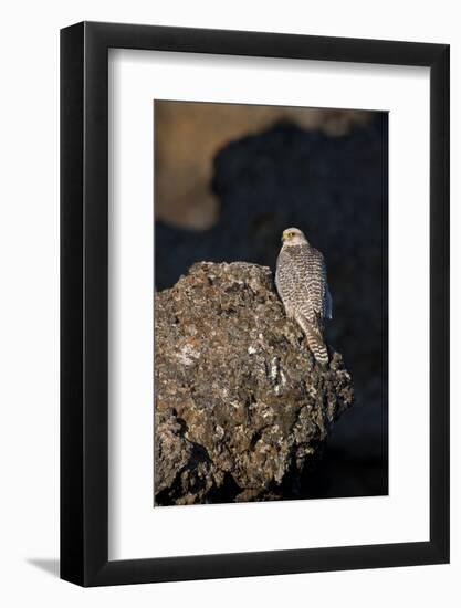 Female Gyrfalcon (Falco Rusticolus) Perched on Rock, Myvatn, Thingeyjarsyslur, Iceland, June 2009-Bergmann-Framed Photographic Print