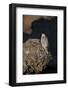 Female Gyrfalcon (Falco Rusticolus) Perched on Rock, Myvatn, Thingeyjarsyslur, Iceland, June 2009-Bergmann-Framed Photographic Print