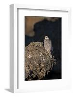 Female Gyrfalcon (Falco Rusticolus) Perched on Rock, Myvatn, Thingeyjarsyslur, Iceland, June 2009-Bergmann-Framed Photographic Print