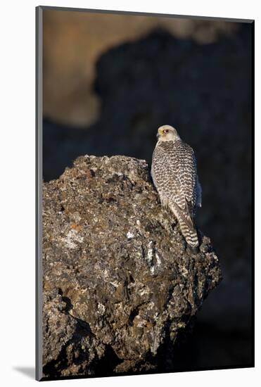 Female Gyrfalcon (Falco Rusticolus) Perched on Rock, Myvatn, Thingeyjarsyslur, Iceland, June 2009-Bergmann-Mounted Photographic Print