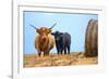 Female Highland cow and calf next to hay bale, England-Nick Garbutt-Framed Photographic Print