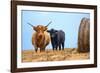 Female Highland cow and calf next to hay bale, England-Nick Garbutt-Framed Photographic Print