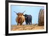 Female Highland cow and calf next to hay bale, England-Nick Garbutt-Framed Photographic Print
