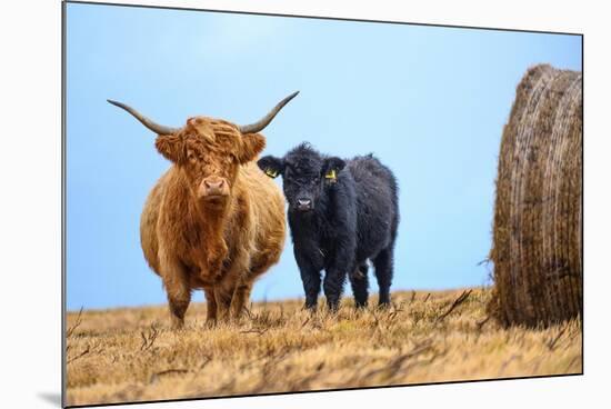 Female Highland cow and calf next to hay bale, England-Nick Garbutt-Mounted Photographic Print