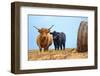 Female Highland cow and calf next to hay bale, England-Nick Garbutt-Framed Photographic Print