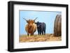 Female Highland cow and calf next to hay bale, England-Nick Garbutt-Framed Photographic Print