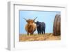 Female Highland cow and calf next to hay bale, England-Nick Garbutt-Framed Photographic Print