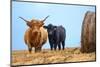 Female Highland cow and calf next to hay bale, England-Nick Garbutt-Mounted Photographic Print