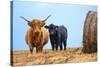 Female Highland cow and calf next to hay bale, England-Nick Garbutt-Stretched Canvas