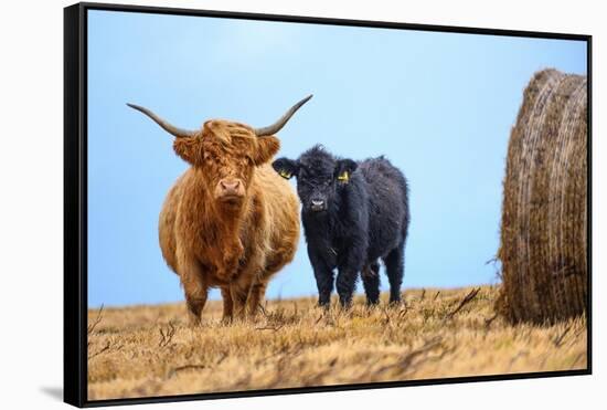 Female Highland cow and calf next to hay bale, England-Nick Garbutt-Framed Stretched Canvas