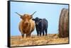 Female Highland cow and calf next to hay bale, England-Nick Garbutt-Framed Stretched Canvas