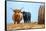 Female Highland cow and calf next to hay bale, England-Nick Garbutt-Framed Stretched Canvas