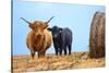 Female Highland cow and calf next to hay bale, England-Nick Garbutt-Stretched Canvas