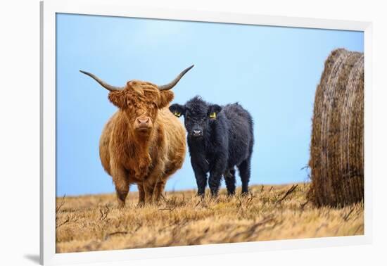 Female Highland cow and calf next to hay bale, England-Nick Garbutt-Framed Photographic Print