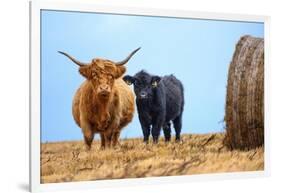 Female Highland cow and calf next to hay bale, England-Nick Garbutt-Framed Photographic Print