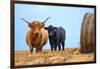 Female Highland cow and calf next to hay bale, England-Nick Garbutt-Framed Photographic Print