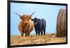 Female Highland cow and calf next to hay bale, England-Nick Garbutt-Framed Photographic Print