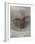 Female House spider in old stone wall, Somerset, UK-Nick Upton-Framed Photographic Print