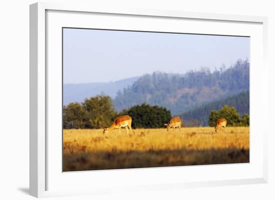 Female impala (Aepyceros melampus), Mlilwane Wildlife Sanctuary, Swaziland, Africa-Christian Kober-Framed Photographic Print