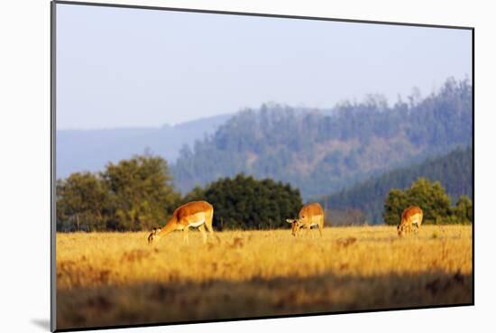 Female impala (Aepyceros melampus), Mlilwane Wildlife Sanctuary, Swaziland, Africa-Christian Kober-Mounted Photographic Print