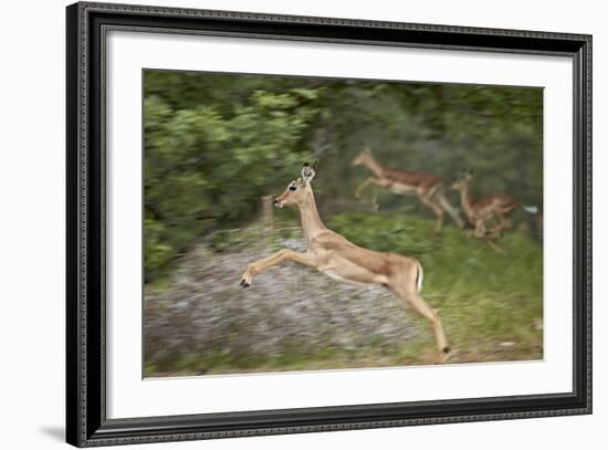 Female Impala (Aepyceros Melampus) Running, Kruger National Park, South Africa, Africa-James Hager-Framed Photographic Print