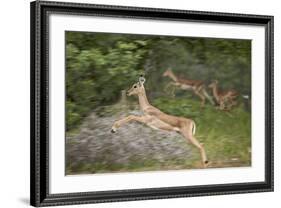 Female Impala (Aepyceros Melampus) Running, Kruger National Park, South Africa, Africa-James Hager-Framed Photographic Print