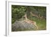 Female Impala (Aepyceros Melampus) Running, Kruger National Park, South Africa, Africa-James Hager-Framed Photographic Print