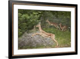 Female Impala (Aepyceros Melampus) Running, Kruger National Park, South Africa, Africa-James Hager-Framed Photographic Print