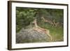 Female Impala (Aepyceros Melampus) Running, Kruger National Park, South Africa, Africa-James Hager-Framed Photographic Print