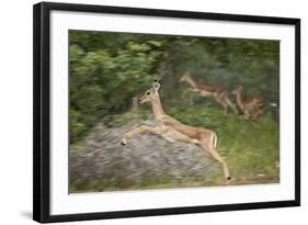 Female Impala (Aepyceros Melampus) Running, Kruger National Park, South Africa, Africa-James Hager-Framed Photographic Print