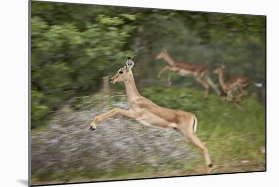 Female Impala (Aepyceros Melampus) Running, Kruger National Park, South Africa, Africa-James Hager-Mounted Photographic Print