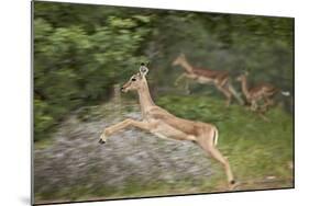 Female Impala (Aepyceros Melampus) Running, Kruger National Park, South Africa, Africa-James Hager-Mounted Photographic Print