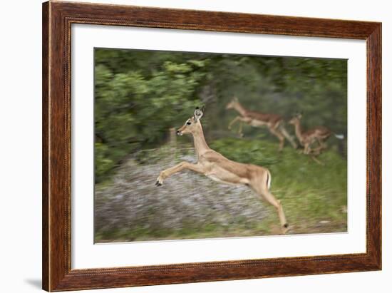 Female Impala (Aepyceros Melampus) Running, Kruger National Park, South Africa, Africa-James Hager-Framed Photographic Print