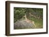 Female Impala (Aepyceros Melampus) Running, Kruger National Park, South Africa, Africa-James Hager-Framed Photographic Print